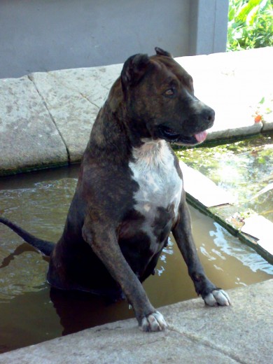 bañarse no le gusta pero nadar en cualquier sitio si aqui en su pilon prefeerido